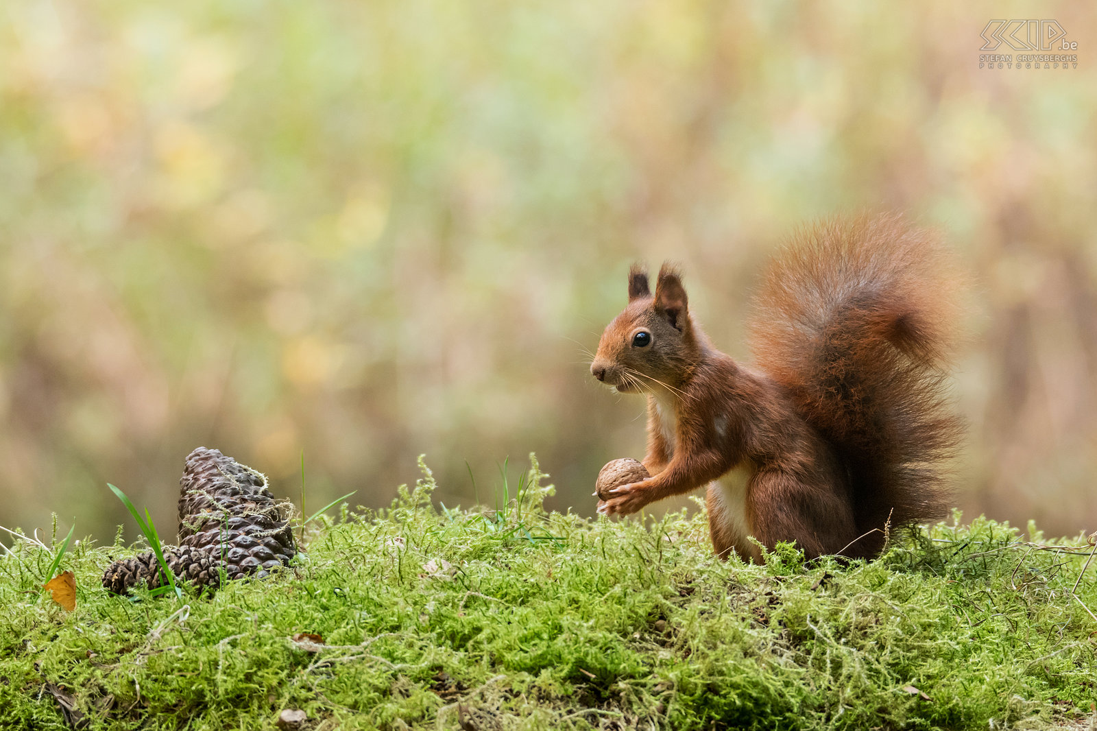 Red squirrel Red squirrels are undoubtedly the cutest mammals in our forests. They are are 20 to 28 centimetres tall and can easily climb and jump from branch to branch. They have a beautiful bushy tail and in the winter they also get ear plumes. Stefan Cruysberghs